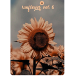 AestheticSunflowesGroup