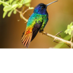 Hummingbird fans