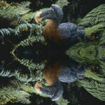 Dodo Birds DNA break through