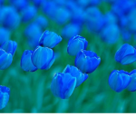 Blue tulips