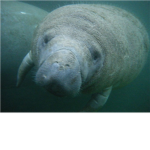 i LOVE manatees!