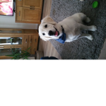 The puppy being happy