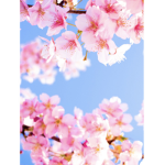 CherryBlossom Squad!
