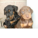 cute dogs time group