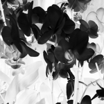 The Black Orchid