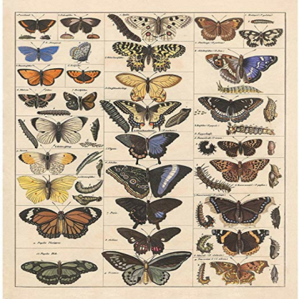 Vintage Butterfly Poster- Bedroom Roblox decal