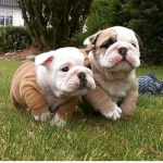 English Bulldog Studios