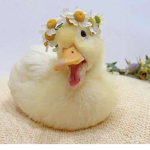 ducky cute <3
