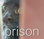teeny tiny prison
