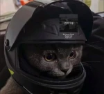 Minizirag's Company Group Thumbnail