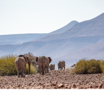 THEsheepCLAN
