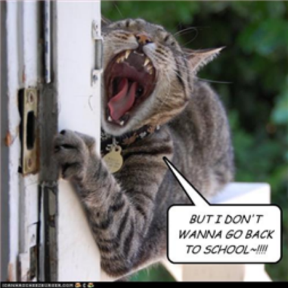 Funny cat pic 20 Roblox decal