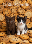 Cookie & Crumble