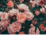 .ғᴏʀᴇᴠᴇʀ ʏᴏᴜɴɢ.