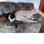 The sly dogz