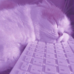 ~Calm Purple Cats~