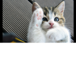 Happy, Cute, Cat Group