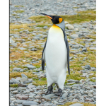 P3nguins are epic
