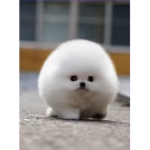 Catty Cat cutie