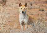 #Dingo nation