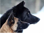 Canine Aurora united as a pack