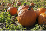 pumpkan empire