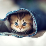 La gatita misifu
