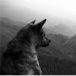 Wolf's Law