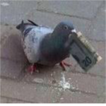 #pigeon Army
