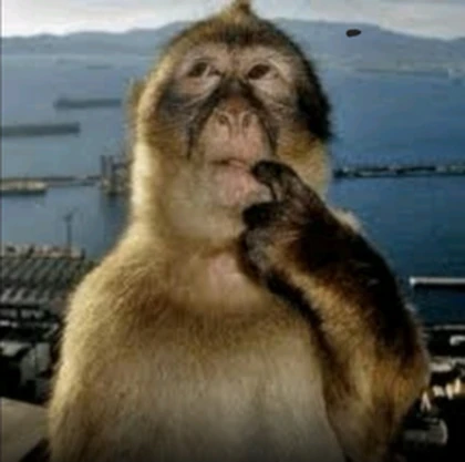 Cool Thinking Monkeys Roblox group icon