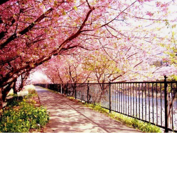 Sakura Park
