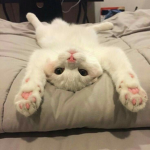 Cat shop fl