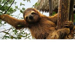 super sloths hang out!