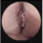 DoggoDoggy