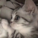 Rawr$