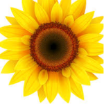 Sunflowers.ox