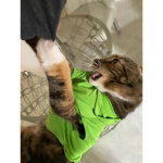 Ma.patches
