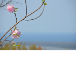 ~*Falling Blossoms*~