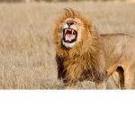 Save lions!