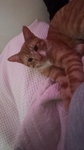The cats group for everyone