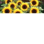 #yourasunflower