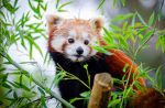 The Red Panda's.