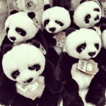 MrrPanda Fans