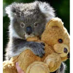 April's Koala Family