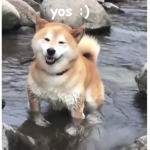 Official MeeLs memes group