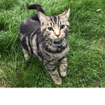 cute kitten photo