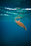 turtle devolpers