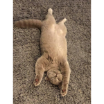 Kitten_.Meow