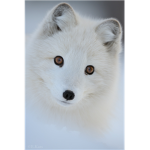 Arctic Wildlife Community