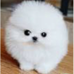 Floofy.dogs
